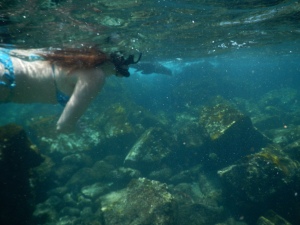 sea lion snorkel