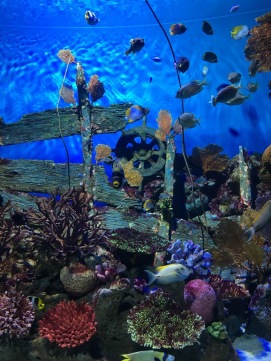 Bangkok aquarium1