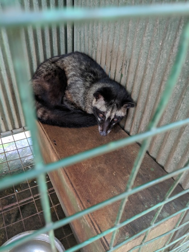 Bali - Asian Civet