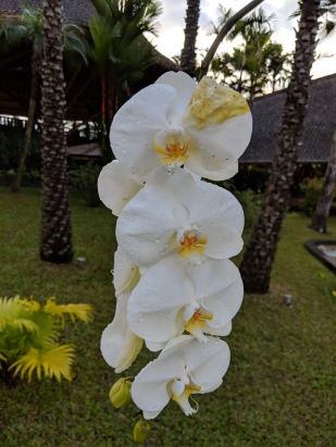 Bali - Chocolate Farm flowers white